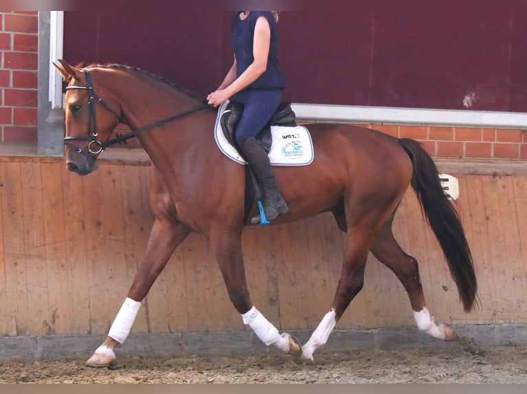 Hanoverian Gelding 4 years 17,1 hh in Dorsten