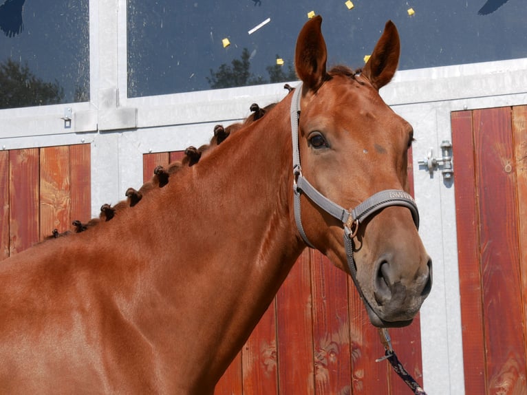 Hanoverian Gelding 4 years 17,1 hh in Dorsten