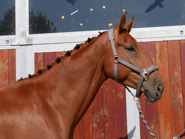 Hanoverian Gelding 4 years 17,1 hh in Dorsten