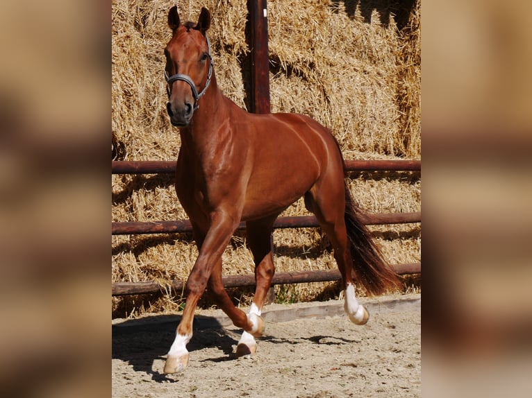 Hanoverian Gelding 4 years 17,1 hh in Dorsten