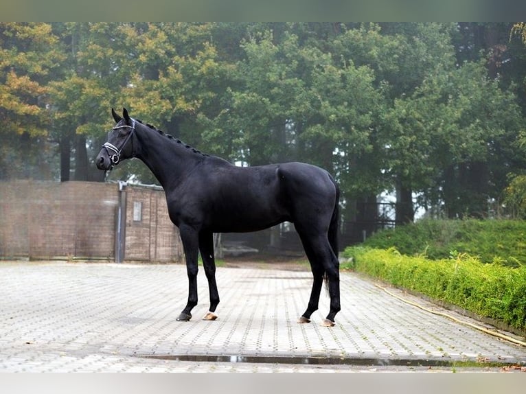 Hanoverian Gelding 4 years 17,2 hh Black in Visbek