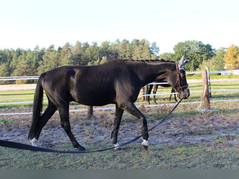Hanoverian Gelding 4 years 17.2 hh Black in WietzeWietze