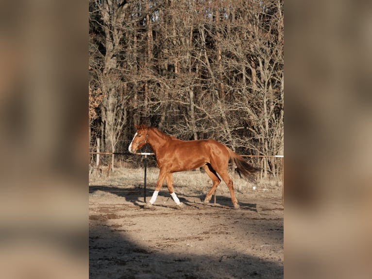 Hanoverian Gelding 4 years 17.2 hh Chestnut-Red in Trebbin