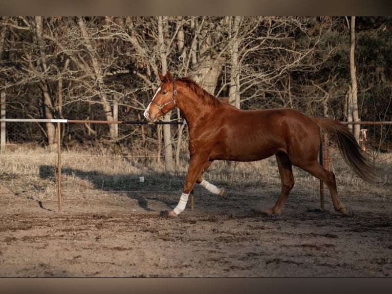 Hanoverian Gelding 4 years 17.2 hh Chestnut-Red in Trebbin