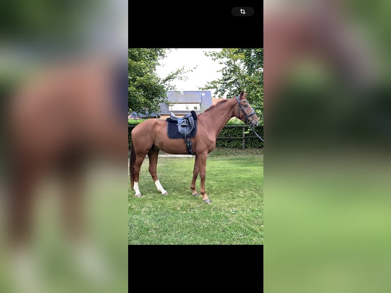 Hanoverian Gelding 4 years 17,3 hh Chestnut-Red in Kirchlinteln