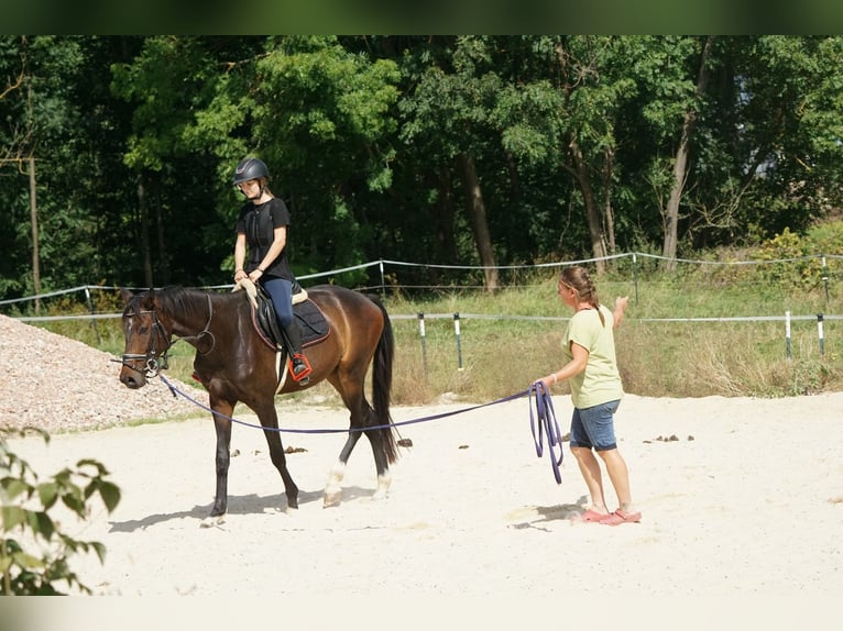 Hanoverian Gelding 4 years 17 hh Bay-Dark in Creußen