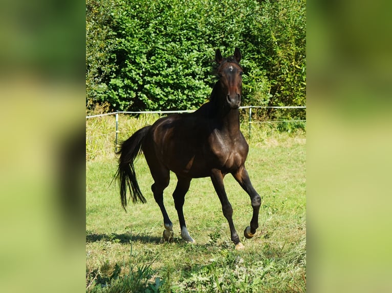 Hanoverian Gelding 4 years 17 hh Bay-Dark in Creußen