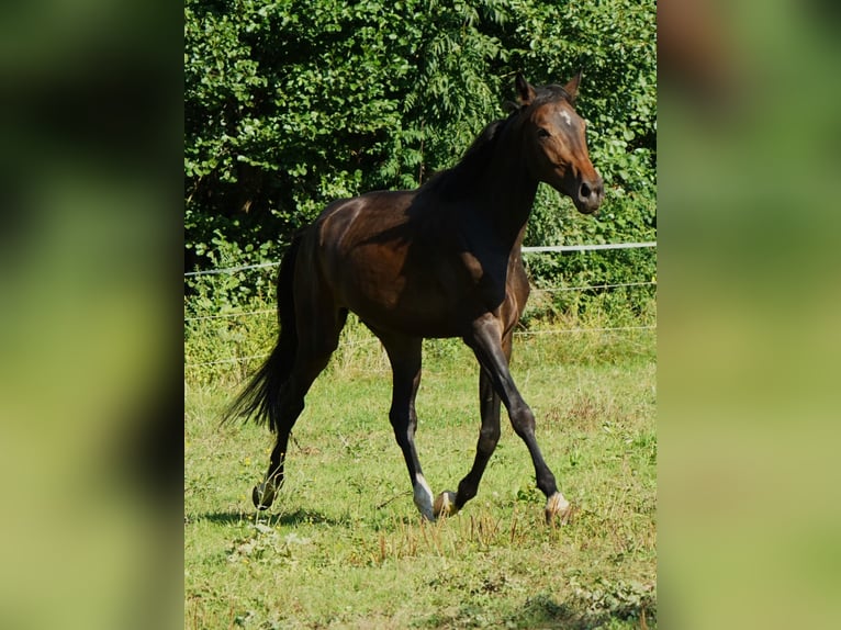 Hanoverian Gelding 4 years 17 hh Bay-Dark in Creußen