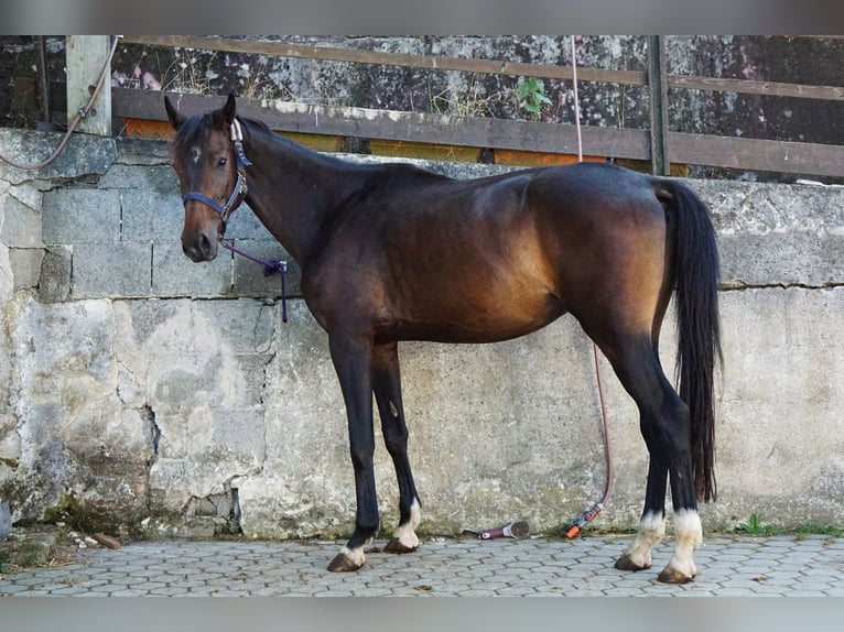 Hanoverian Gelding 4 years 17 hh Bay-Dark in Creußen