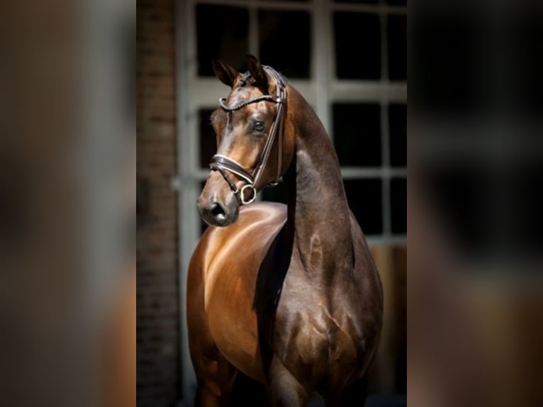 Hanoverian Gelding 4 years 17 hh Bay-Dark in Ennepetal