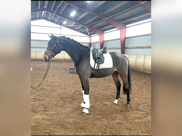 Hanoverian Gelding 4 years 17 hh Bay-Dark in Kirchlinteln