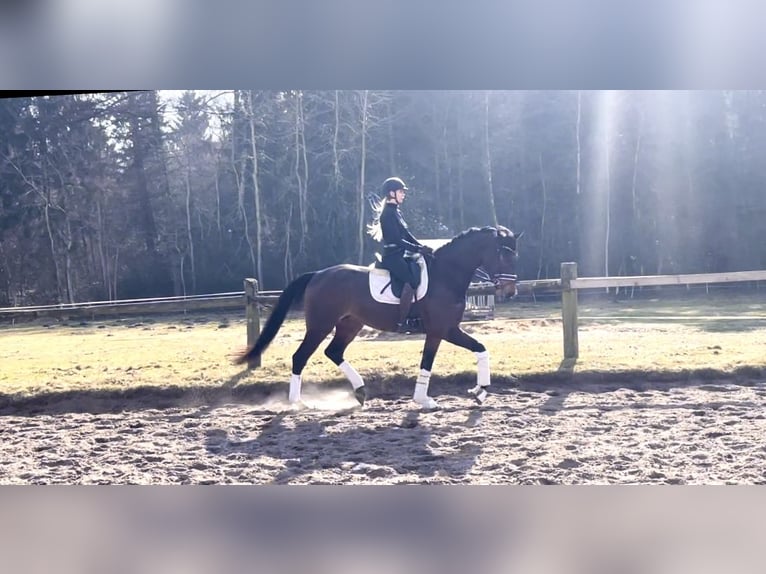 Hanoverian Gelding 4 years 17 hh Bay-Dark in Kirchlinteln