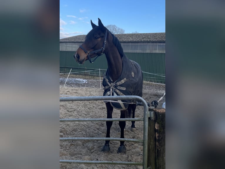 Hanoverian Gelding 4 years 17 hh Bay-Dark in Kirchlinteln