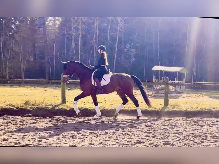 Hanoverian Gelding 4 years 17 hh Bay-Dark in Kirchlinteln