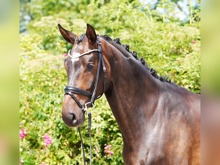 Hanoverian Gelding 4 years 17 hh Bay-Dark in Hohenfelde