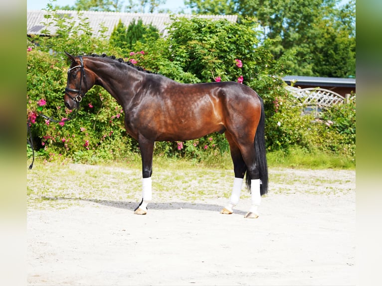 Hanoverian Gelding 4 years 17 hh Bay-Dark in Hohenfelde