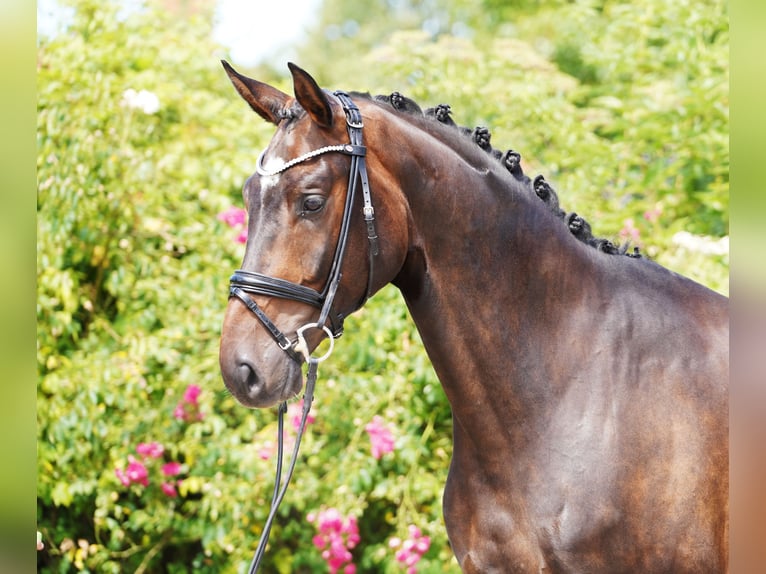 Hanoverian Gelding 4 years 17 hh Bay-Dark in Hohenfelde