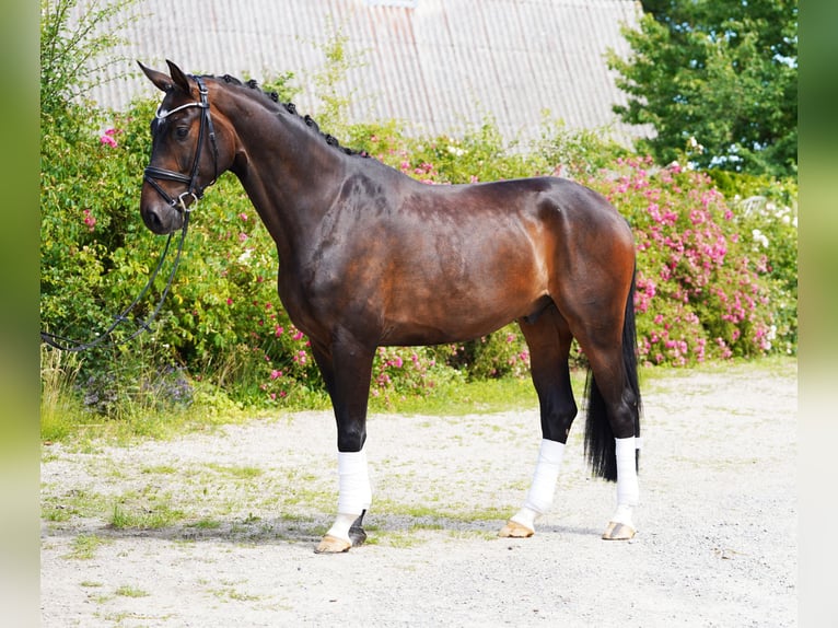 Hanoverian Gelding 4 years 17 hh Bay-Dark in Hohenfelde