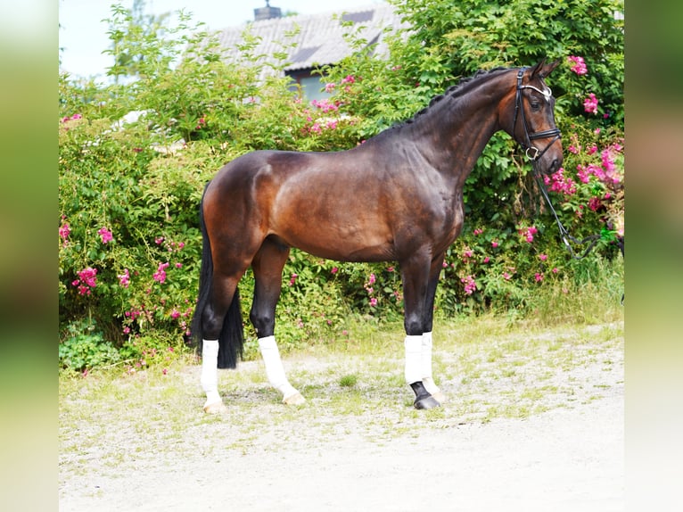 Hanoverian Gelding 4 years 17 hh Bay-Dark in Hohenfelde