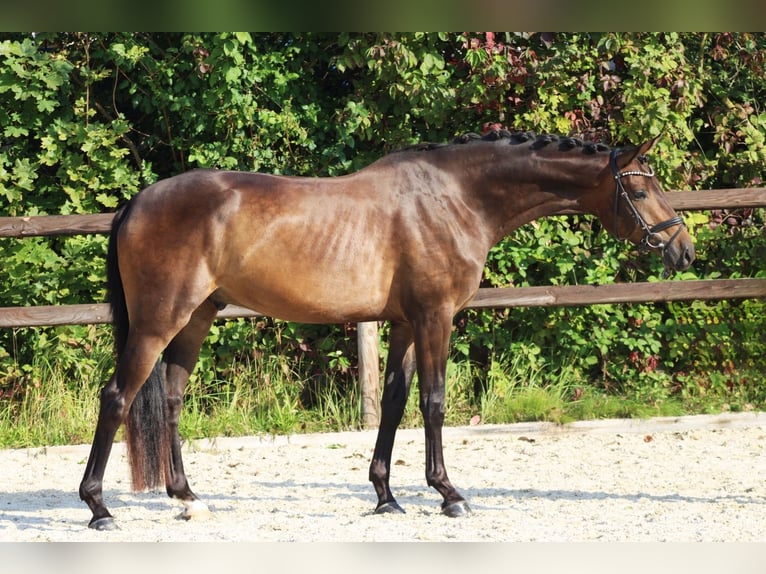 Hanoverian Gelding 4 years 17 hh Bay-Dark in Griesheim