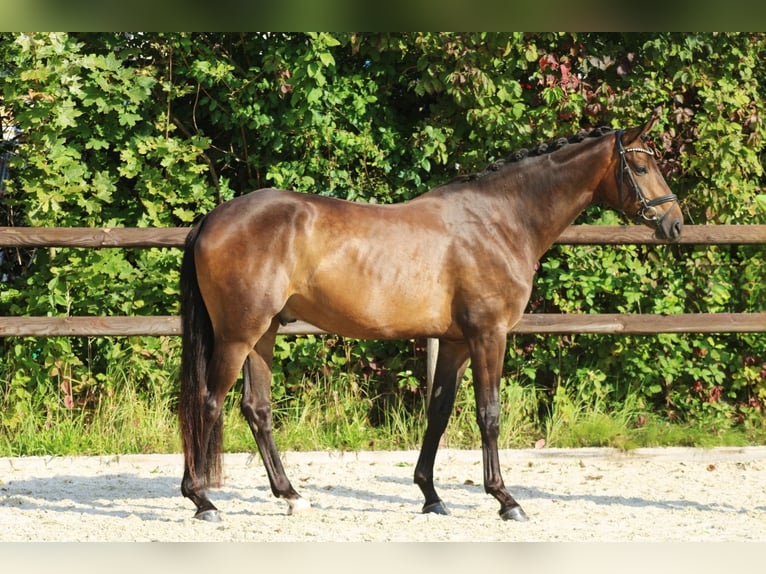 Hanoverian Gelding 4 years 17 hh Bay-Dark in Griesheim