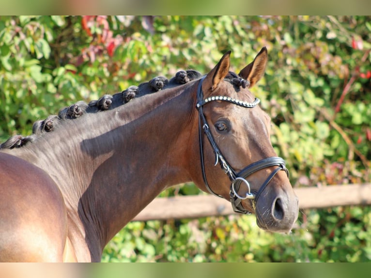 Hanoverian Gelding 4 years 17 hh Bay-Dark in Griesheim