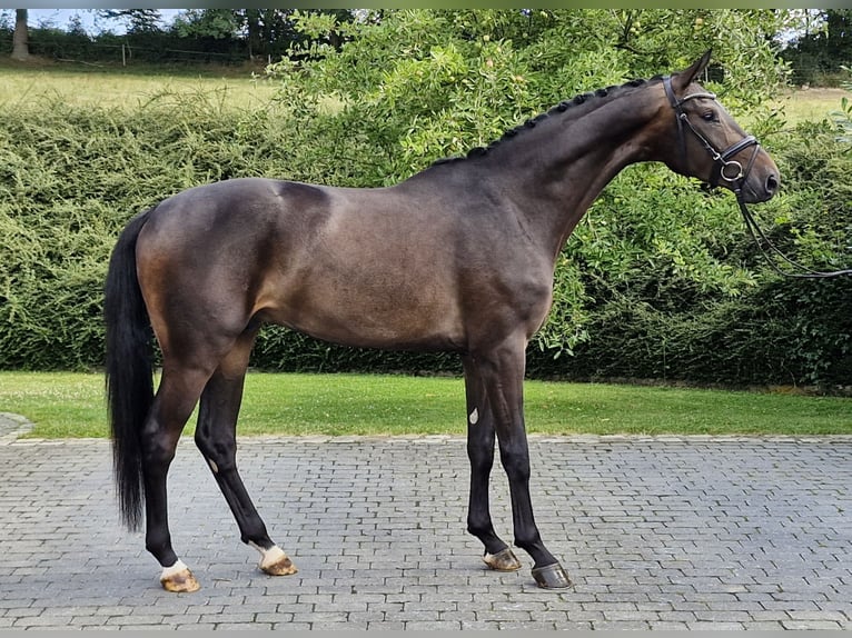 Hanoverian Gelding 4 years 17 hh Bay-Dark in Ostercappeln