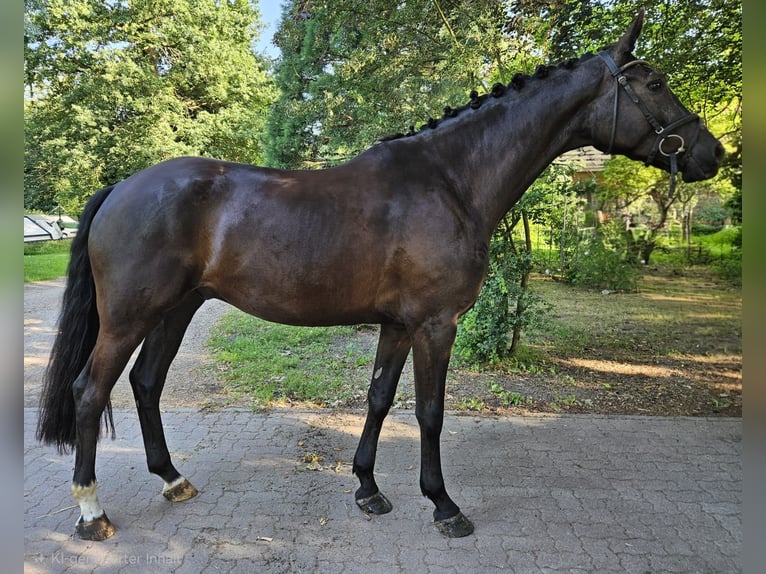 Hanoverian Gelding 4 years 17 hh Bay-Dark in Borstel