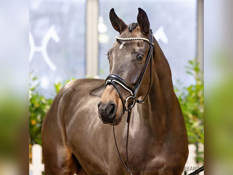 Hanoverian Gelding 4 years 17 hh Bay-Dark in Verden