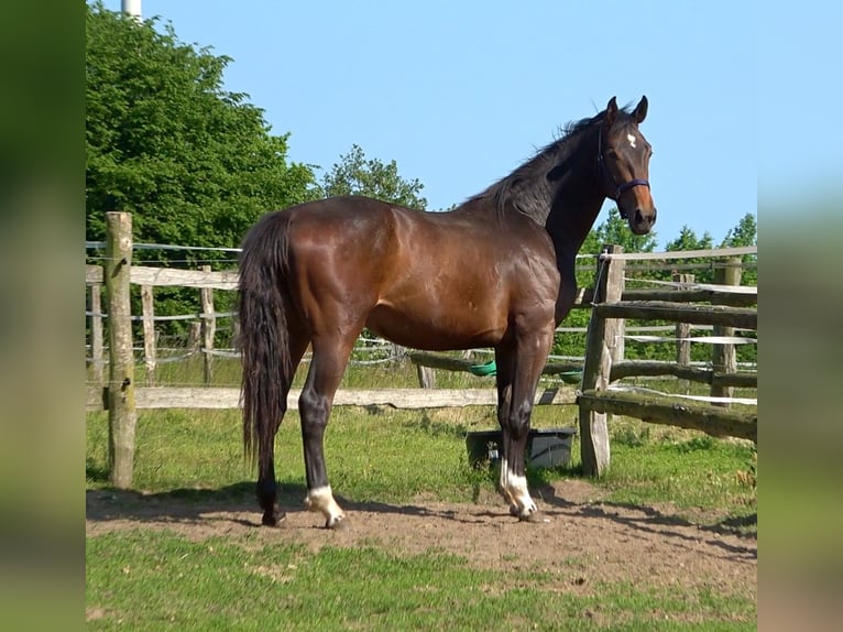 Hanoverian Gelding 4 years 17 hh Bay-Dark in Ratekau