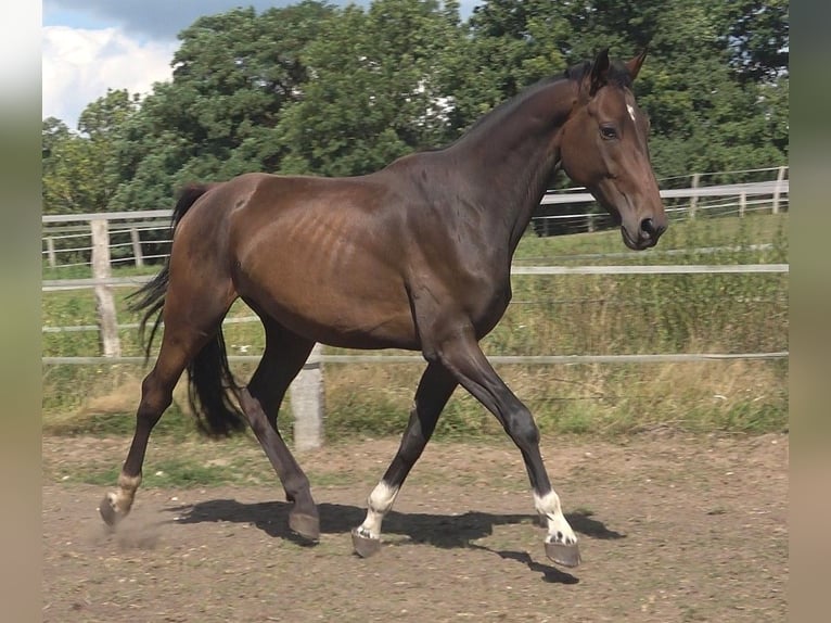 Hanoverian Gelding 4 years 17 hh Bay-Dark in Ratekau