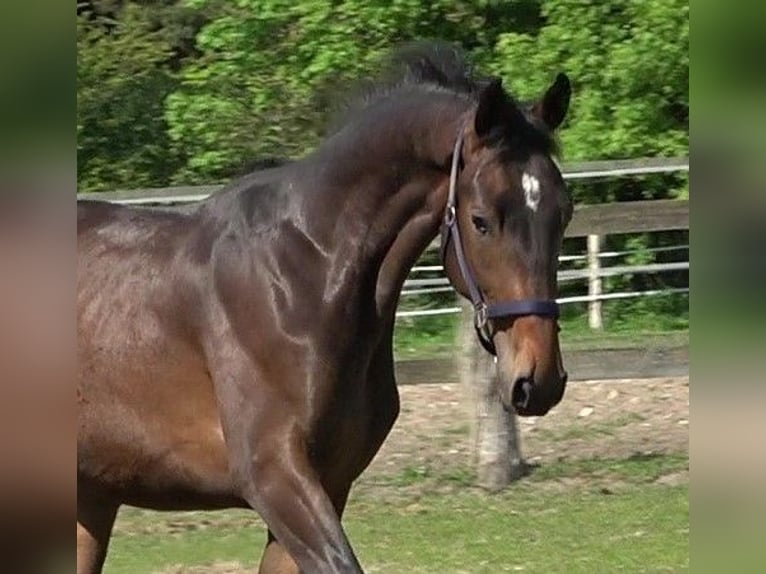 Hanoverian Gelding 4 years 17 hh Bay-Dark in Ratekau