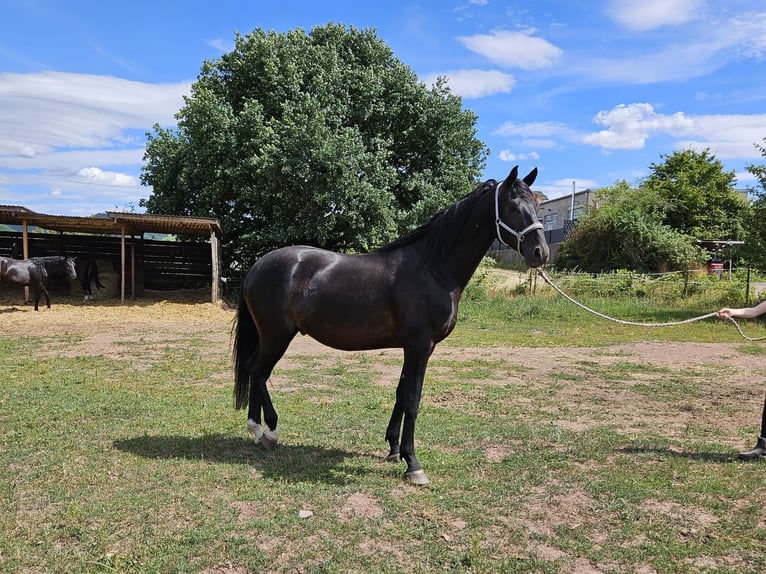 Hanoverian Gelding 4 years 17 hh Black in Ayl