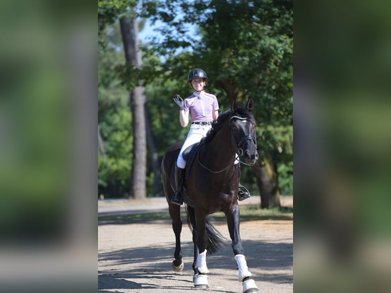 Hanoverian Gelding 4 years 17 hh Black in Chantilly