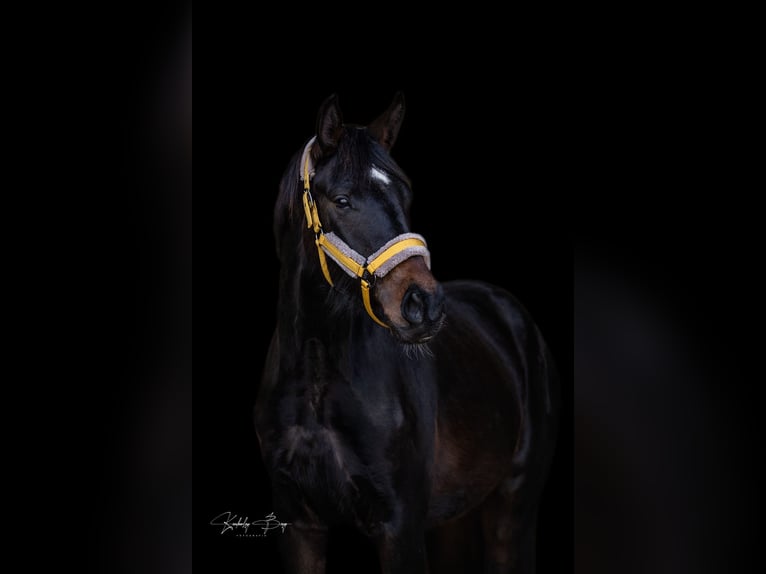 Hanoverian Gelding 4 years 17 hh Black in Holm