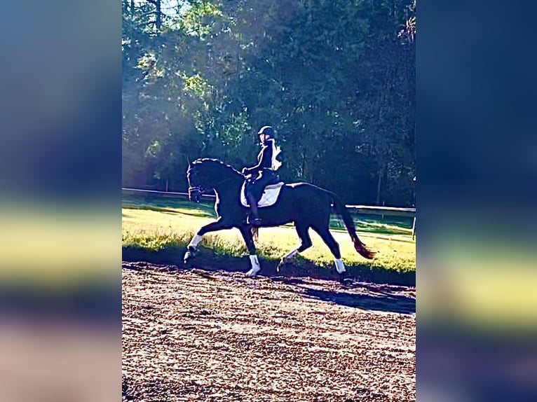 Hanoverian Gelding 4 years 17 hh Black in Kirchlinteln