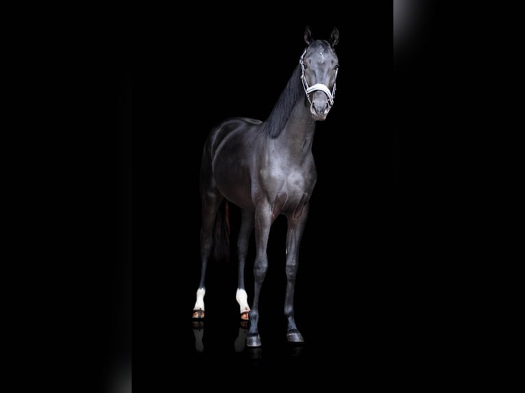 Hanoverian Gelding 4 years 17 hh Black in M&#xF6;nchengladbach