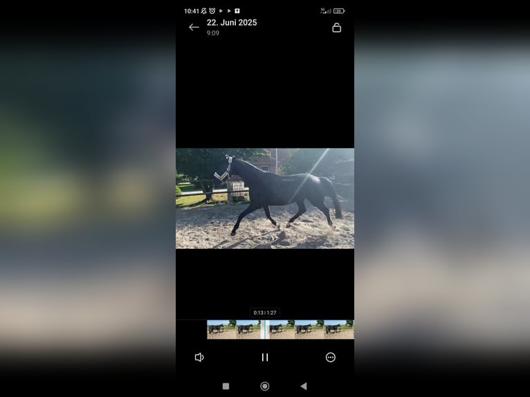 Hanoverian Gelding 4 years 17 hh Black in Leezdorf