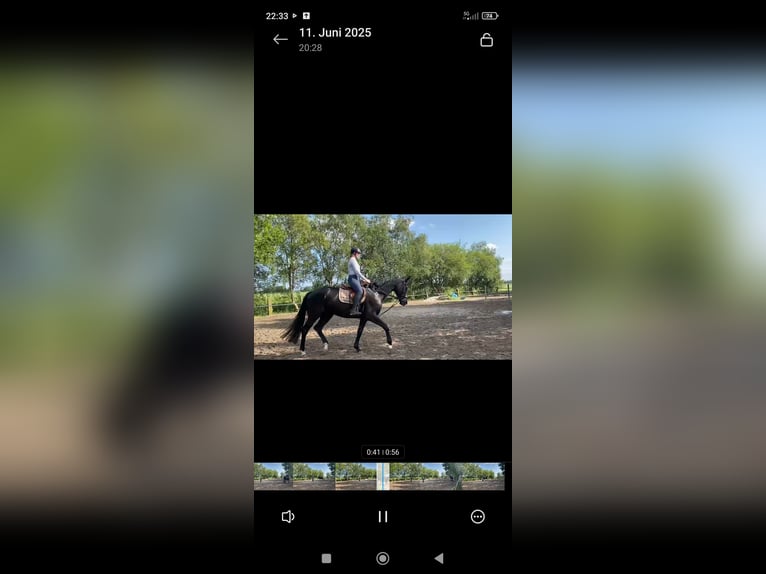 Hanoverian Gelding 4 years 17 hh Black in Leezdorf