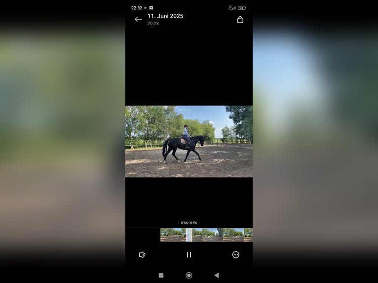 Hanoverian Gelding 4 years 17 hh Black in Leezdorf