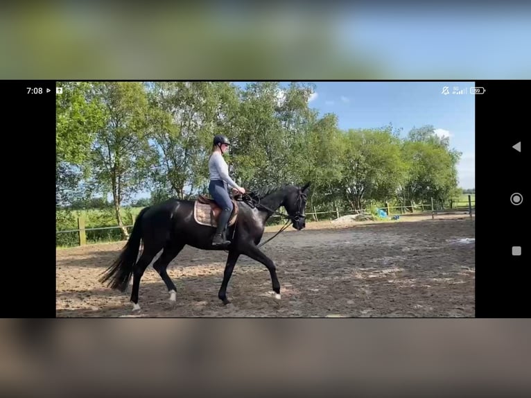 Hanoverian Gelding 4 years 17 hh Black in Leezdorf