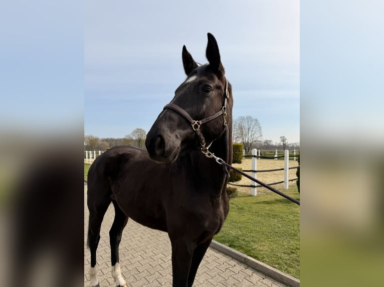 Hanoverian Gelding 4 years 17 hh Black in Nordwalde