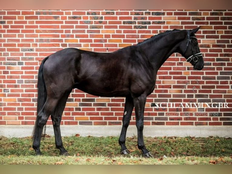 Hanoverian Gelding 4 years 17 hh Black in Rhede