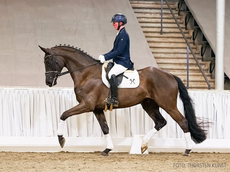 Hanoverian Gelding 4 years 17 hh Black in Verden