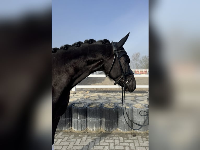 Hanoverian Gelding 4 years 17 hh Black in Wangerland Hohenkirchen
