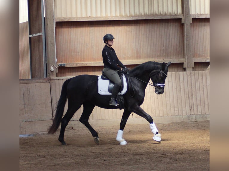 Hanoverian Gelding 4 years 17 hh Black in Wiesbaden