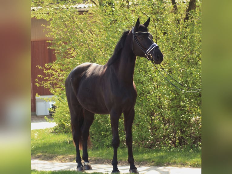 Hanoverian Gelding 4 years 17 hh Black in Wiesbaden
