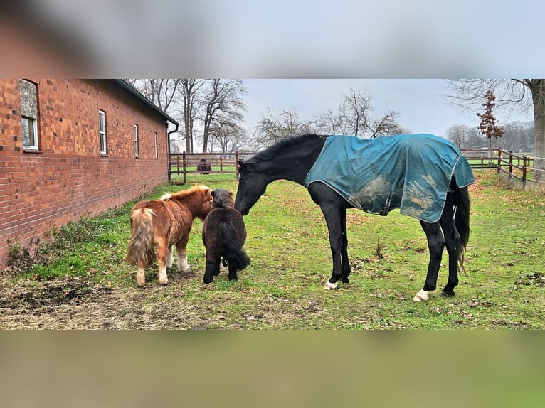 Hanoverian Gelding 4 years 17 hh Black in Warendorf