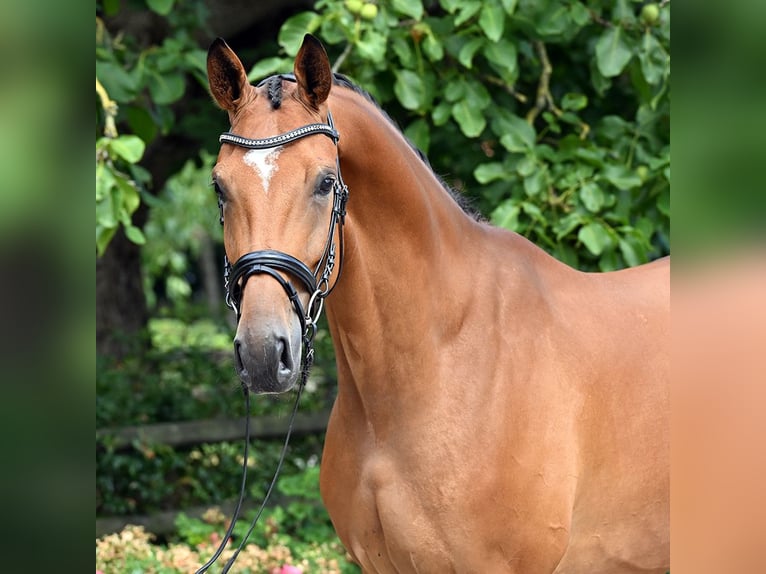Hanoverian Gelding 4 years 17 hh Brown in Bad Bevensen