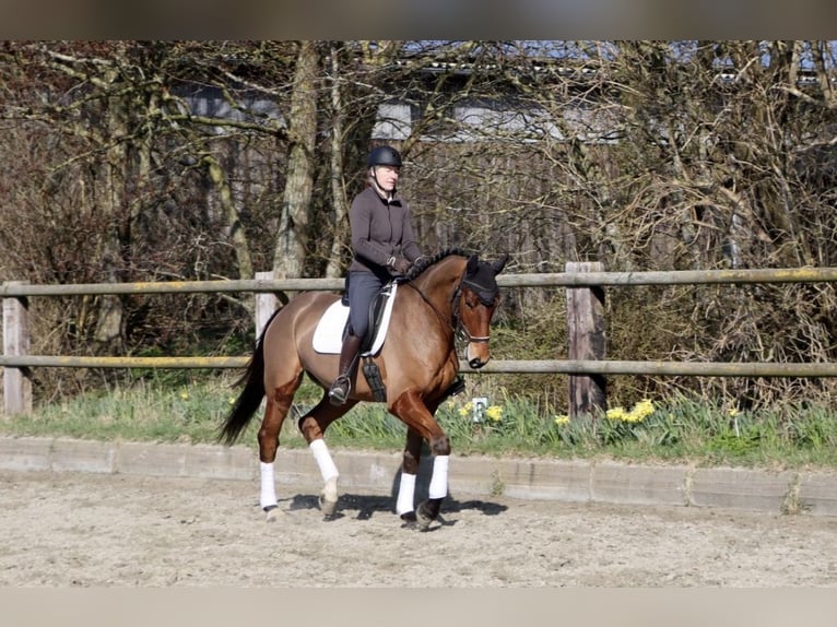 Hanoverian Gelding 4 years 17 hh Brown in Dorf Mecklenburg